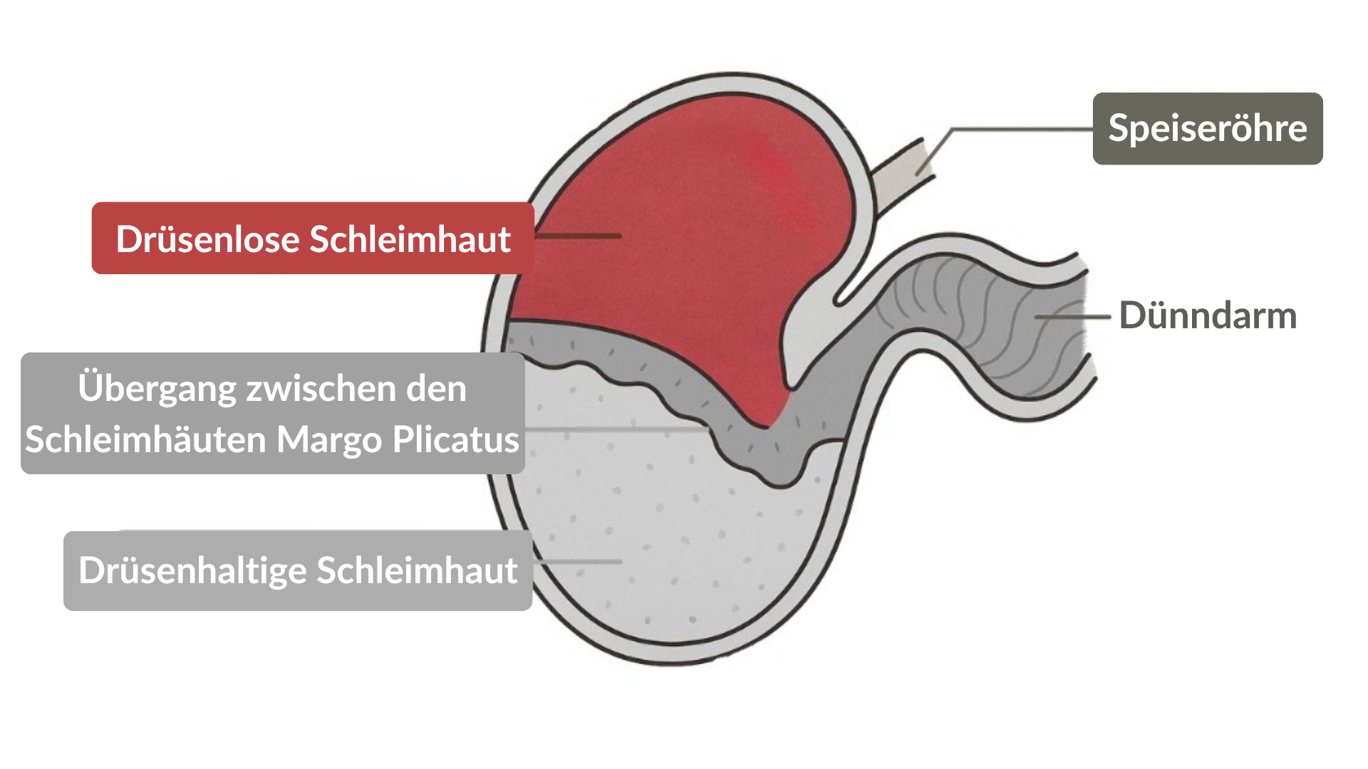 Schema Magen Pferd